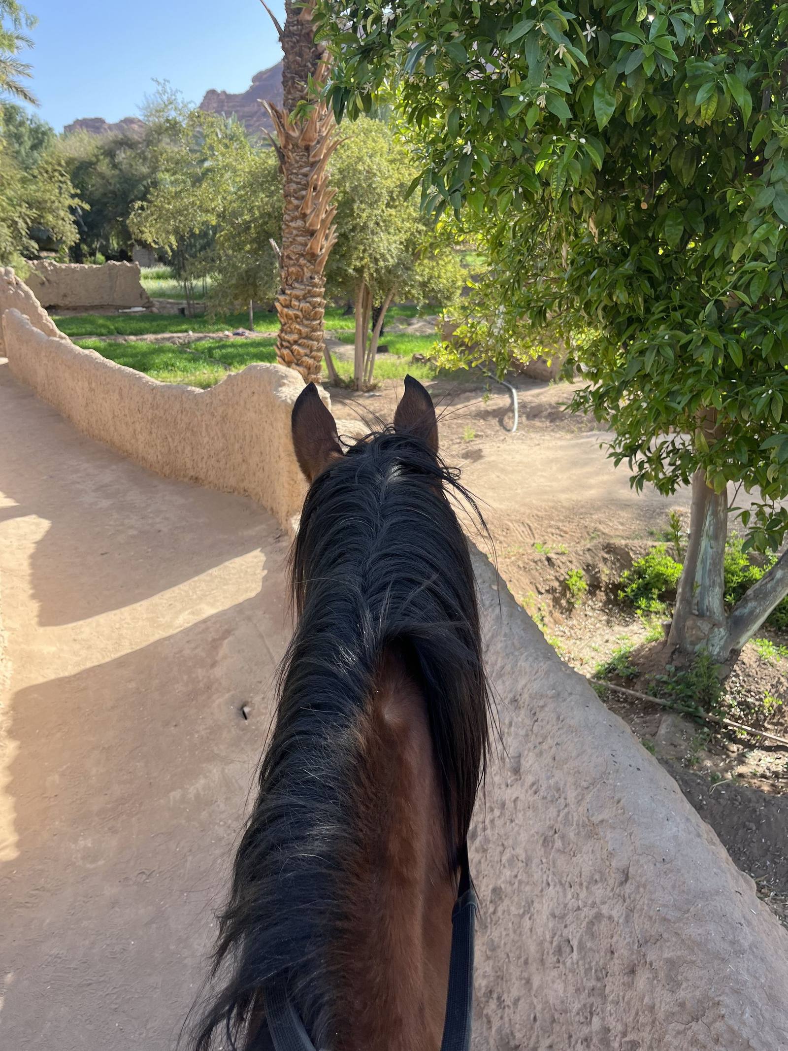On horseback through AlUla's sandstone valleys