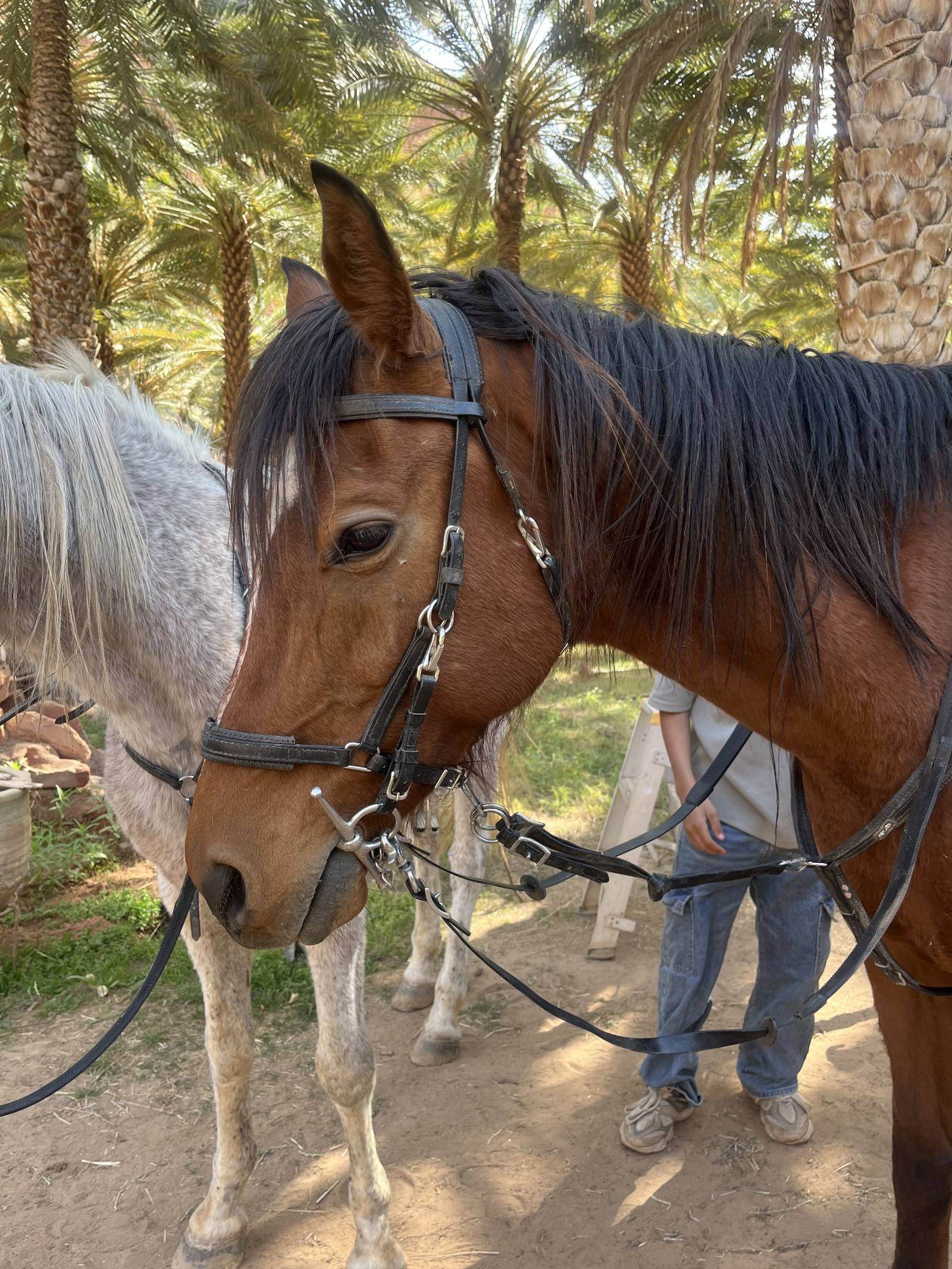 Riding past date plantations in the desert