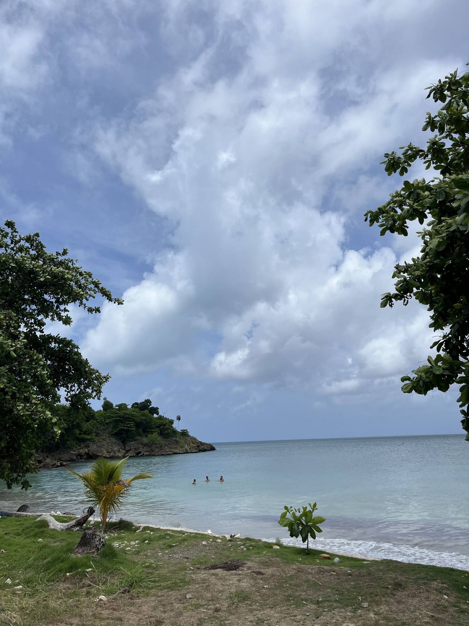 A calm Providencia bay with turquoise water and a small palm