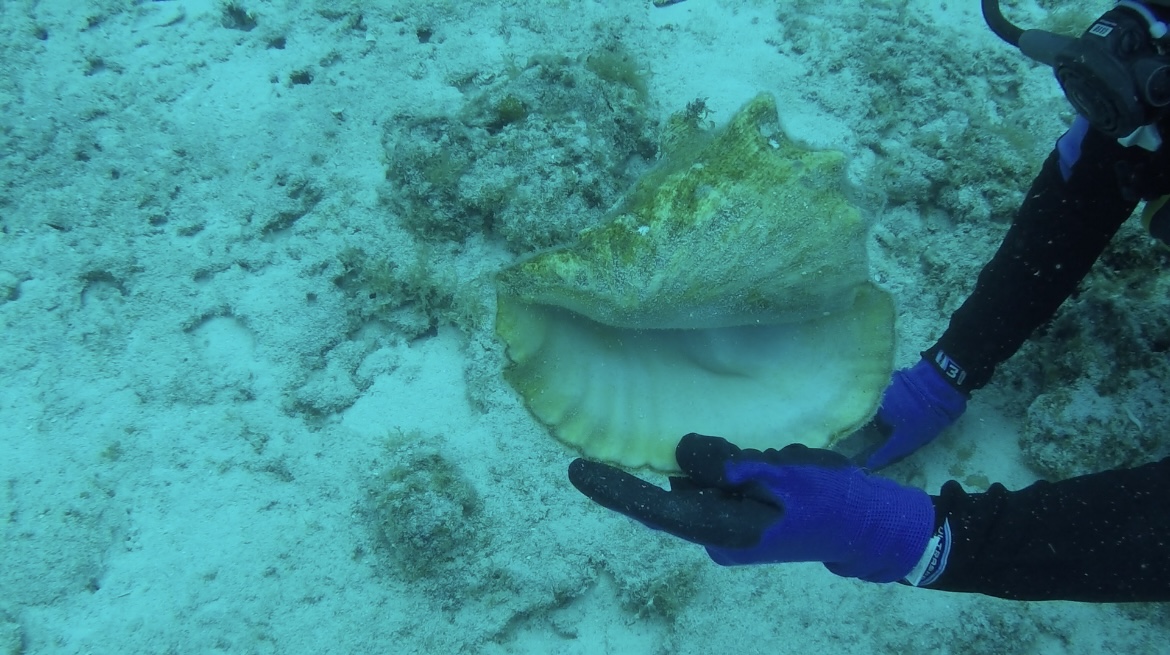 A diver holding a large queen conch shell underwater