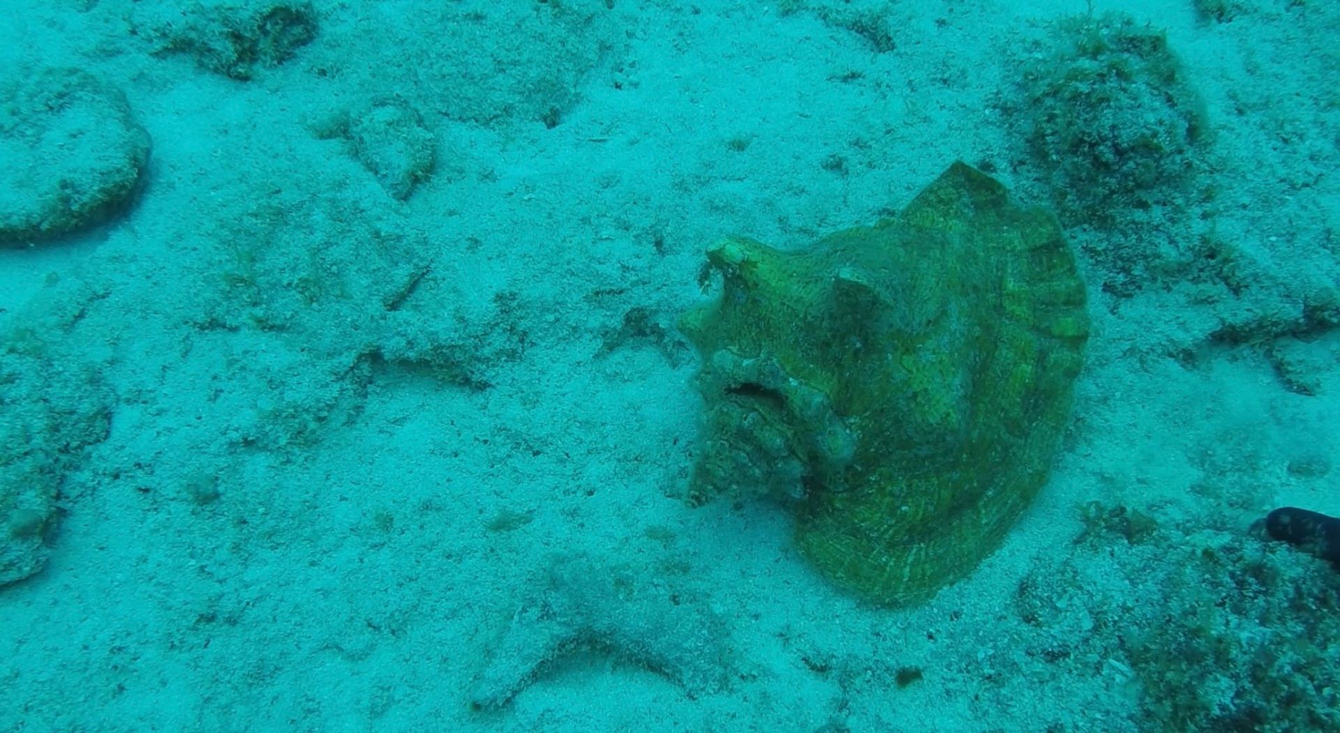 A queen conch resting on the sandy seabed