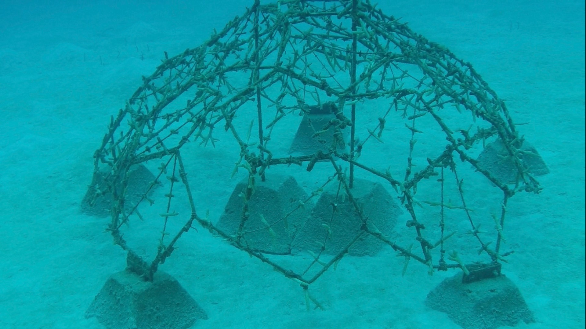 An underwater dome-shaped frame seeded with young coral on the sandy seabed