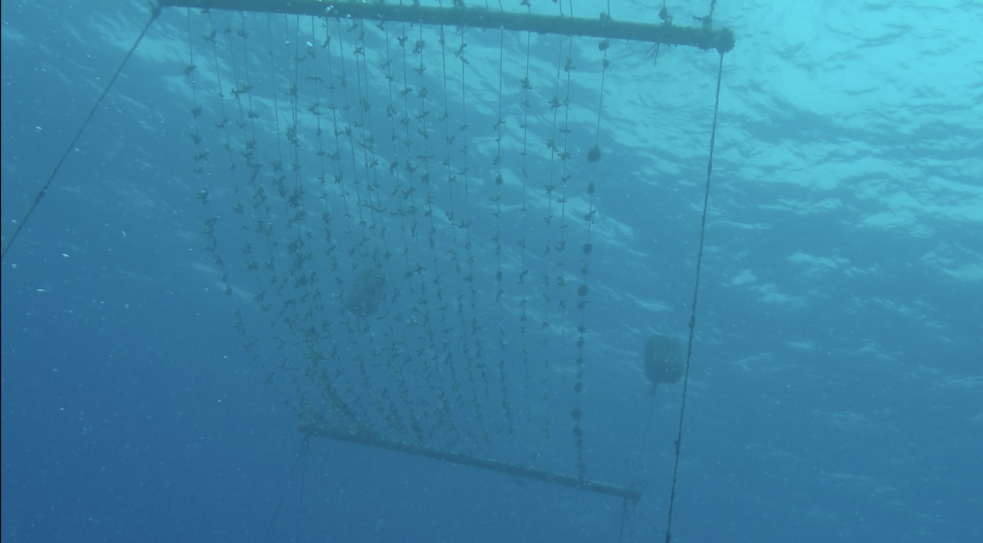 Vertical ropes hung from a frame underwater, each one carrying young coral fragments