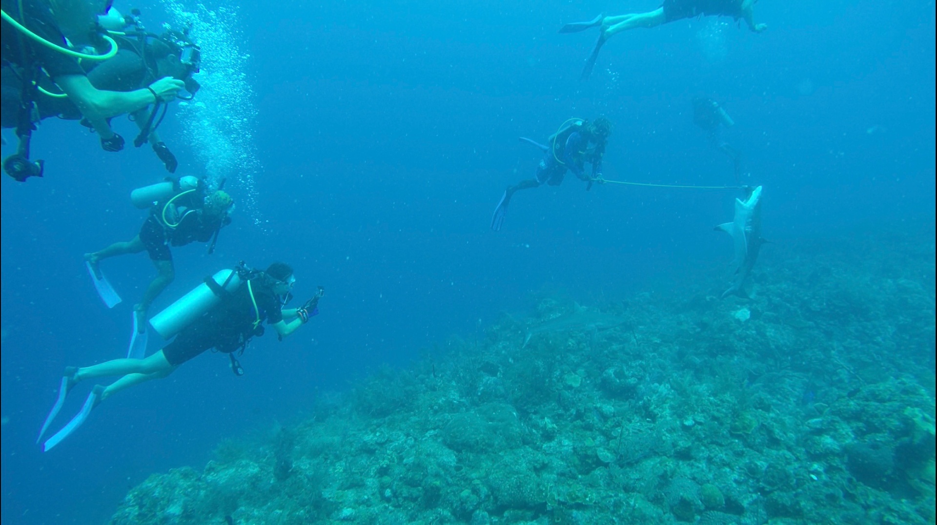 A guide leading divers as a shark swims along the reef