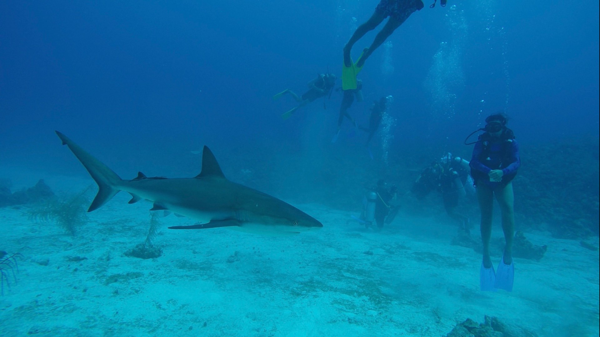 A reef shark passing in front of a group of scuba divers on the Providencia reef