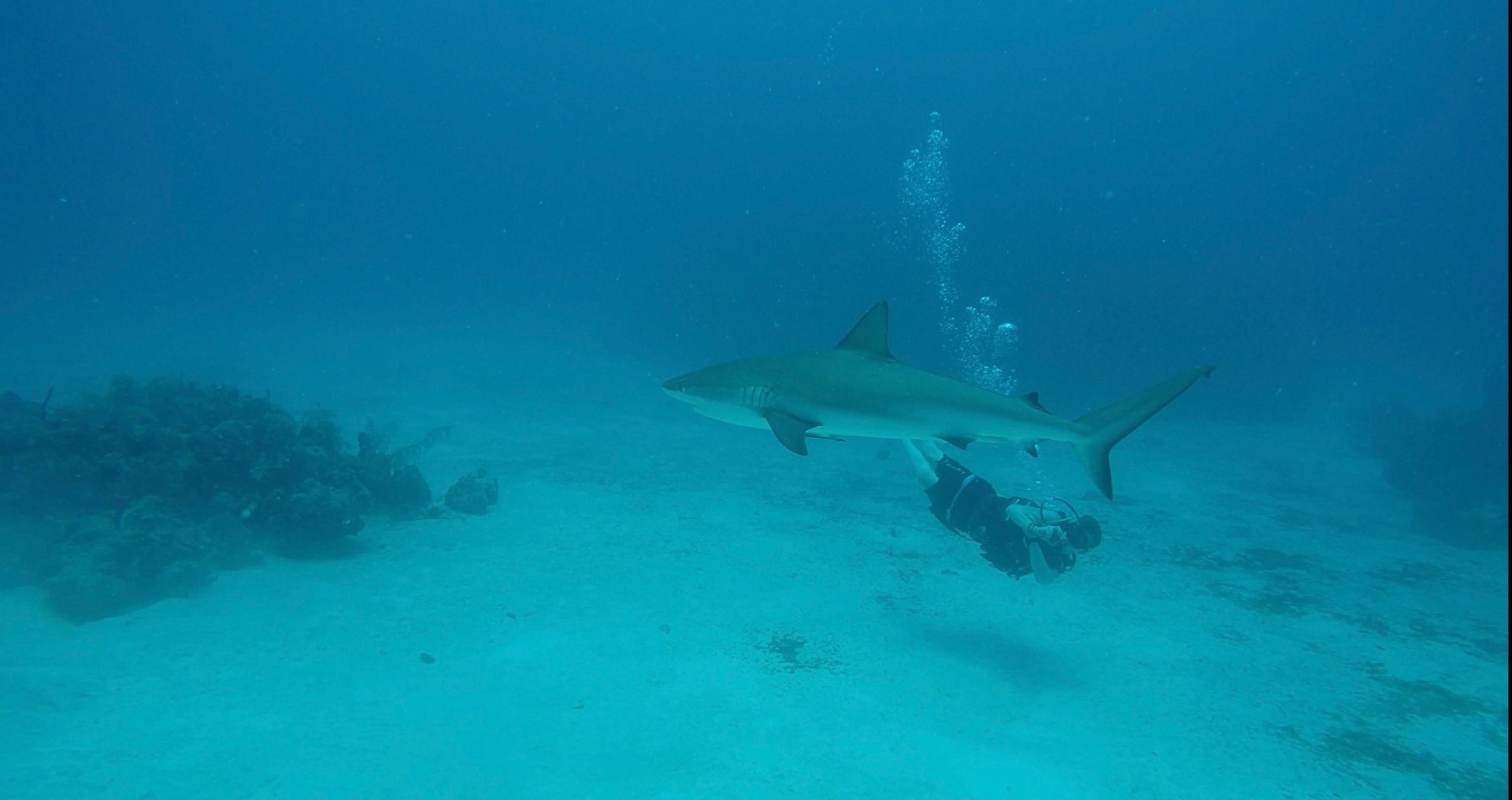 A reef shark gliding over white sand near a diver
